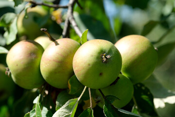 Obraz premium Ripening green apples hang in an orchard during warm summer days
