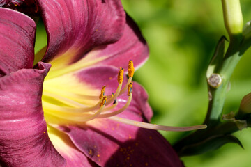 Vibrant purple flower captures sunlight in a lush garden setting