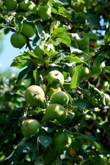 Fresh green apples hang on branches in a sunny orchard setting