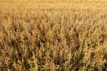 Golden oat field growing in summer sunlight