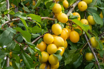 Yellow mirabelle plums ripening on tree branch in summer orchard