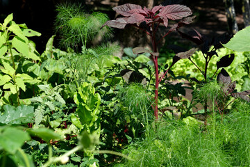 Vibrant garden filled with diverse plants under sunny midday light
