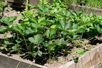 Lush green strawberry plants thriving in a sunlit garden bed