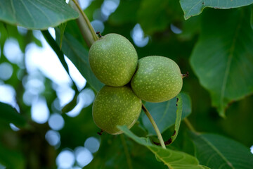 Green walnut cluster ripening on a sunny afternoon in the orchard