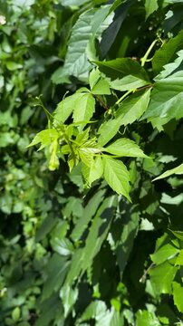 Summer greenery: fresh leaves in the park