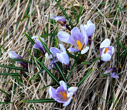 Purple crocus buds or shafran flower with vertical green grass