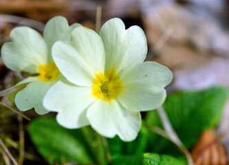 Fototapeta premium The common primrose (Primula vulgaris Huds) is a plant in the Primulaceae family that blooms in early spring. It is also known as spring primrose and owl's eye.