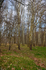 Fototapeta premium Hiking trail to Mount Giarolo, Alessandria, Piedmont, Italy