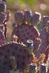prickly pear cactus in the morning sunlight