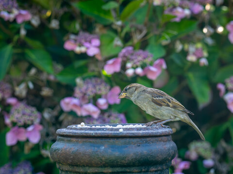 Sparrow perched in a garden