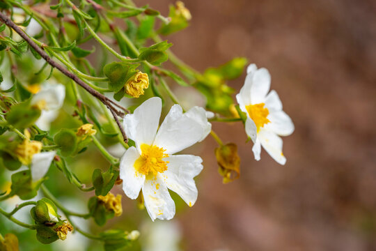 Flower of a Montpellier cistus ( Cistus monspeliensis )
