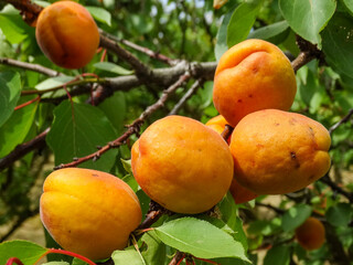 Juicy ripe apricots on branches in an orchard