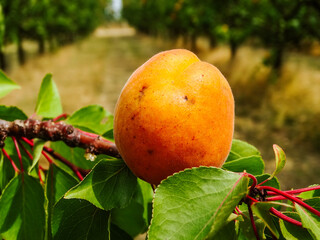 Juicy ripe apricots on branches in an orchard