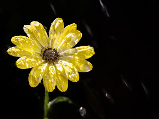 yellow daisy flower in the rain
