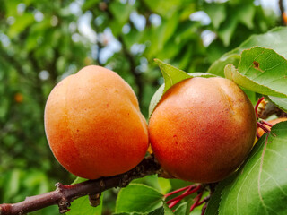Juicy ripe apricots on branches in an orchard