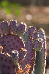 Purple prickly pear cactus in the sunlight