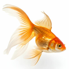 Fototapeta premium Goldfish in motion isolated on white background.