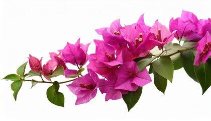 blooming branch of bougainvillea isolated on a white background focused selectively