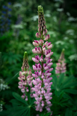 Wild lupines growing in a forest meadow on a summer day in Northern Europe.