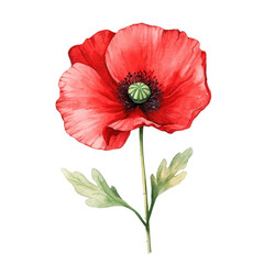 cute watercolor poppy flower, charming watercolor illustration of a bright red poppy flower, isolated on transparent background