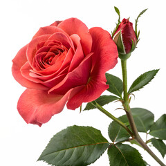 Beautiful coral rose flower and bud isolated on transparent background
