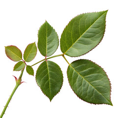Green rose stem with serrated leaves and thorns isolated on transparent background