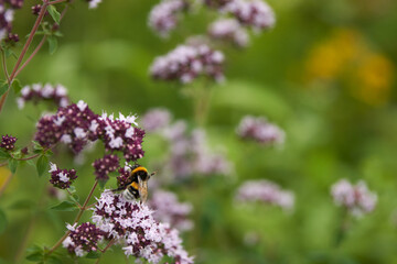 Blooming oregano bush with a bumblebee on a pink inflorescence. The background is blurred.