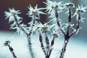 Frost covered branches close-up winter scene
