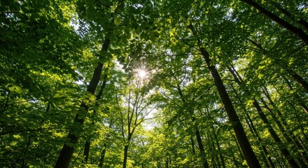 Fototapeta premium Sunlight bursts through the dense canopy of a lush green forest Tall trees reach skyward