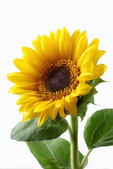 Naklejka premium A single, vibrant yellow sunflower head, isolated on a pure white background. Summer, joy, energy.