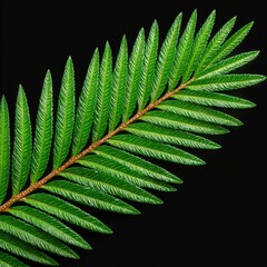 Detailed view of a vibrant green fern leaf featuring intricate leaflets against a dark background