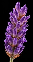 Close-up of Dew-Kissed Lavender Flower