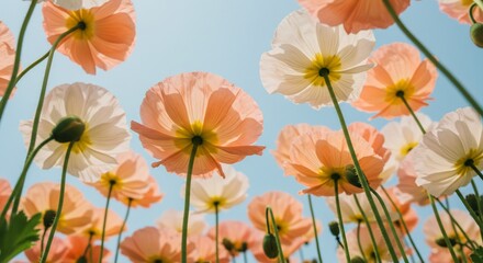 Dreamy peach and white poppies against blue sky