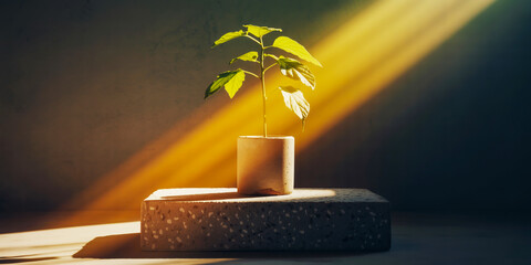 Young plant bathed in golden sunlight on a textured pedestal