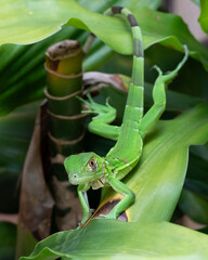 Baby green iguana with big bright eyes is staring forward as it rests on a plant with green leaves.