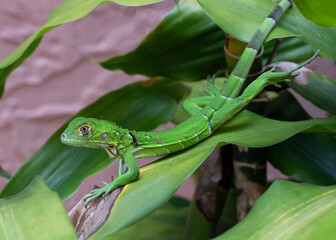 Young iguana with bright green skin and big eye rests on a green leaf against a patterned peach colored stucco wall. 
