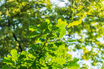 Green oak leaves background. Plant and botany nature texture. green oak leaves in woods