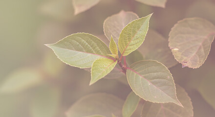 Close-up view of delicate plant leaves.