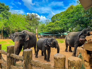 Asian elephants (Elephants maximus) in Pinnawala Elephant Orphanage, Sri Lanka