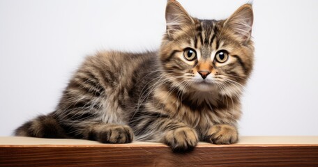 Adorable Long-Haired Tabby Kitten Lying Down on a White Background