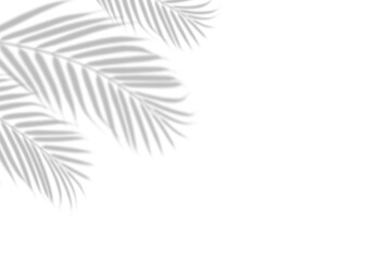 Palm leaf shadow overlay on white background.