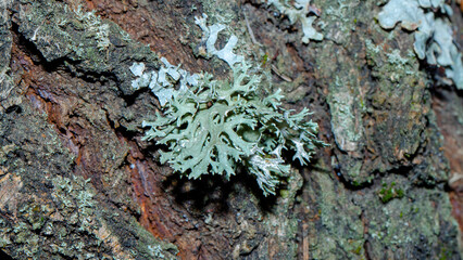 lichen on bark