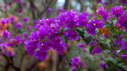 Obraz premium Purple Bougainvillea tropical flower bush climbing vine landscape garden plant growing in wild with fresh and some dried flower petals.