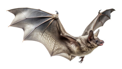 Obraz premium High-resolution image of a bat in flight, detailed wing texture, dark background, nocturnal wildlife, animal portrait.