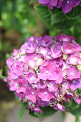 A detailed macro view of blooming bright pink hydrangea petals with soft green background.
