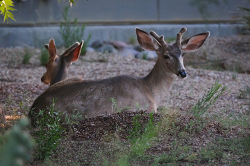 Fototapeta premium Two velvet antler deers laying down in the shade