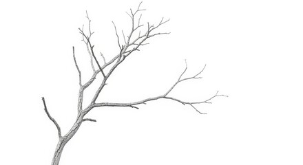 Fototapeta premium Isolated Bare Branch on White - A single, leafless branch isolated on a white background symbolizes winter, resilience, vulnerability, growth, and nature's cycle