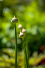 eine frische Knoblauchpflanze