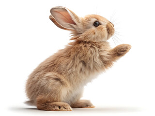 Obraz premium A fluffy brown bunny standing on its hind legs with one paw raised against a white background studio shot