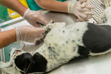 Veterinarian performing a medical procedure on a sedated dog in a sterile clinic environment. Focus...